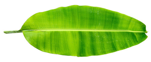 banana leaf.jpg