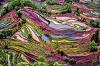 Rice Terraced China Asia dii ferry.jpg