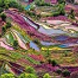 Rice Terraced China Asia dii ferry