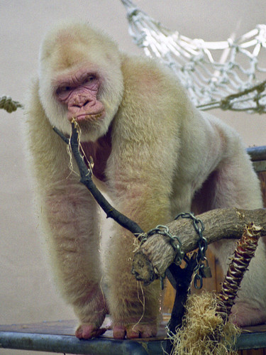 Snowflake Barcelona Zoo White Gorilla4