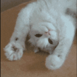 200w.gif