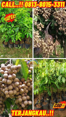EKSLUSIF ! CALL: 0813-8015-3311 Jual Bibit Kelengkeng Diamond Di Kebumen Ambal-Prasutan.jpg
