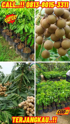 HARGA RESELLER ! CALL: 0813-8015-3311 Jual Bibit Kelengkeng Kateki Di Kebumen Ambal-Pasarsenen.jpg