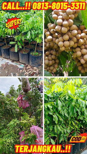 CUCI GUDANG ! CALL: 0813-8015-3311 Jual Bibit Kelengkeng Yang Sudah Berbuah Di Kebumen Ambal-Plempuk.jpg