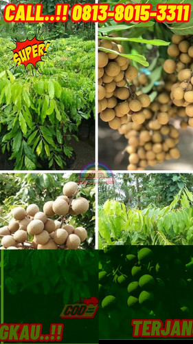 POTONGAN GILA ! CALL: 0813-8015-3311 Jual Bibit Kelengkeng Pingpong Di Kebumen Ambal-Peneket.jpg