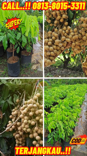 HARGA PENJUAL ! CALL: 0813-8015-3311 Jual Bibit Kelengkeng New Kristal Di Kebumen Ambal-Lajer.jpg