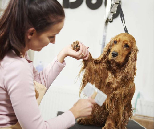 Explore All 4 Dirty Paws Grooming Services in Chicago.jpg