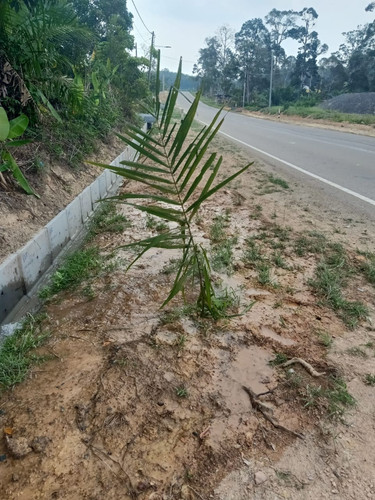kg cina sg lui.jpg