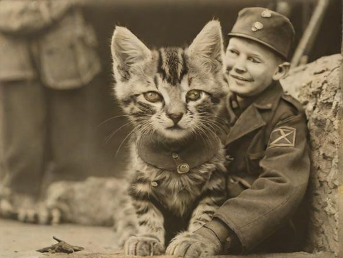 Kitten+of+a+Red+Army+soldier+in+1945?model=turbo&width=1024&height=768&nologo=true&seed= 97582442225.jpg