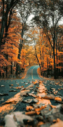 Road Fall d618f0d7 c12f 4bd0 8f7a be7163ba4b5c.jpg