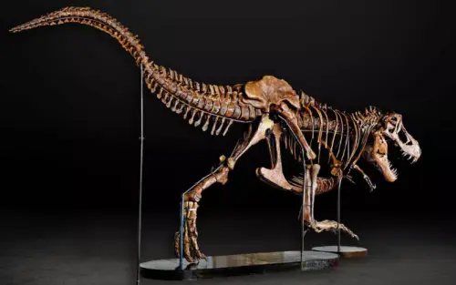 FOSSIL BARBARA TREX Museu Memorial da Guerra de Auckland.webp