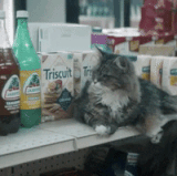 giphy 113.gif