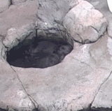 dozy otters2.gif