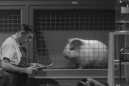 guinea pig 1955 01.jpg