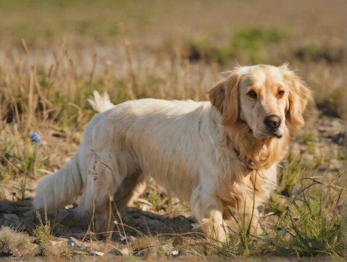 dog?model=turbo&width=1024&height=768&nologo=true&seed= 31389439792954.jpg