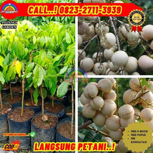 HARGA PETANI ! CALL: 0823-2711-3939 Jual Bibit Buah Kelengkeng Matalada Di Kebumen Karanganyar-Greng.jpg