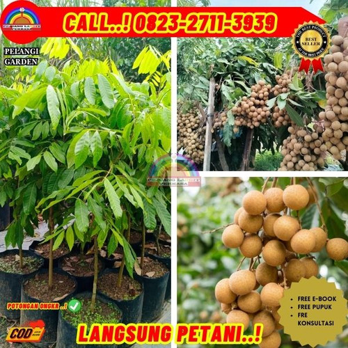 HARGA GROSIR ! CALL: 0823-2711-3939 Jual Bibit Buah Kelengkeng Unggul Di Kebumen Karanganyar-Jatiluh.jpg