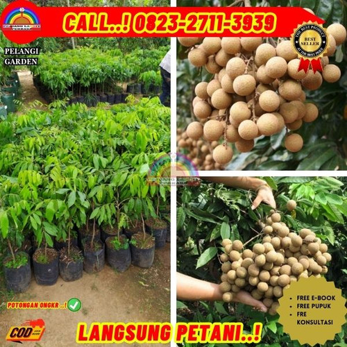 EKSLUSIF ! CALL: 0823-2711-3939 Jual Bibit Pohon Kelengkeng Di Kebumen Karanganyar-Wonorejo.jpg