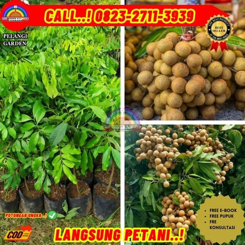 POTONGAN GILA ! CALL: 0823-2711-3939 Jual Bibit Kelengkeng Yang Bagus Di Kebumen Karanganyar-Pohkumb.jpg