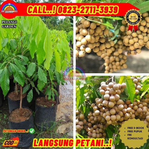 HARGA PENJUAL ! CALL: 0823-2711-3939 Jual Bibit Buah Kelengkeng Tanpa Biji Di Kebumen Karanganyar-Ka.jpg