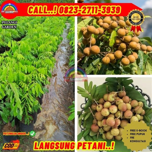 HARGA RESELLER ! CALL: 0823-2711-3939 Jual Bibit Kelengkeng Yang Sudah Berbuah Di Kebumen Karanganya.jpg
