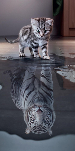 Kitten 1f7fc724 9ceb 302b 9e3f 279ffc1dd61c.jpg