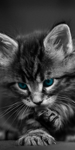 cat e24c02bf 2abf 4ad7 a76d c088e3a518f1.jpg