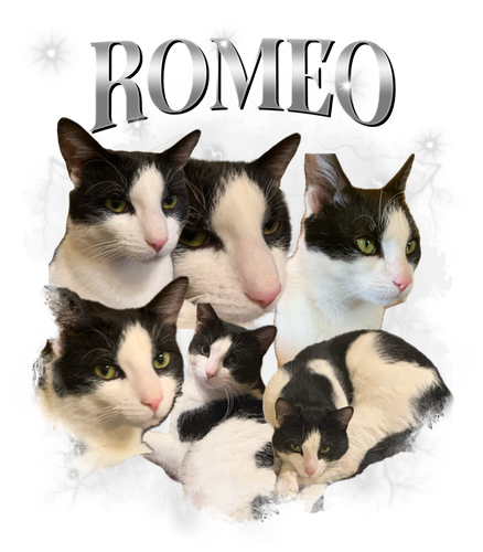 romeop.png