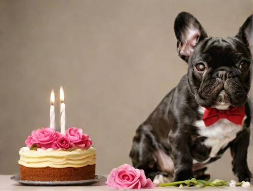 black+French+bulldog+stands+upright,+holds+flowers+in+one+paw,+and+holds+a+cake+with+lit+candles+in+.jpg