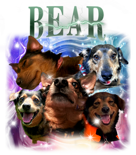 Bear 8.png