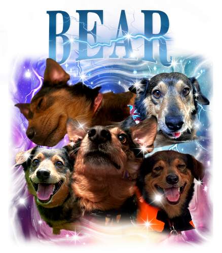 Bear 6.png