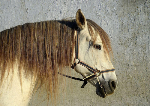 horse(1).jpg