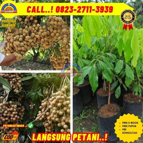 HARGA GROSIR ! CALL: 0823-2711-3939 Jual Bibit Kelengkeng Puangray Di Kebumen Karanggayam-Gunungsari.jpg
