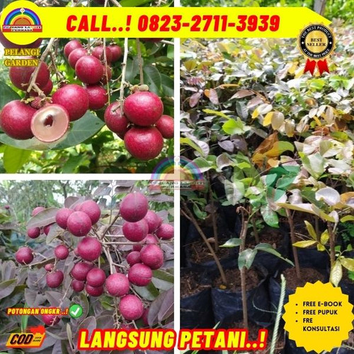 BANTING HARGA ! CALL: 0823-2711-3939 Jual Bibit Pohon Kelengkeng Merah Di Kebumen Karanggayam-Kalire.jpg