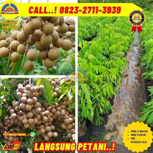 LANGSUNG PETANI ! CALL: 0823-2711-3939 Jual Bibit Kelengkeng Itoh Prambanan Di Kebumen Karanggayam-K.jpg