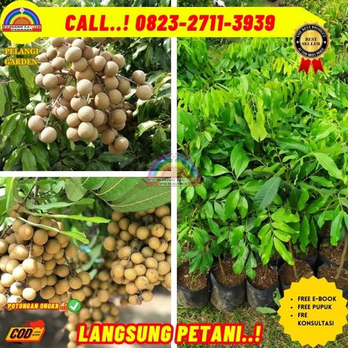 HARGA PENJUAL ! CALL: 0823-2711-3939 Jual Bibit Pohon Kelengkeng Di Kebumen Karanggayam-Kalibening.jpg