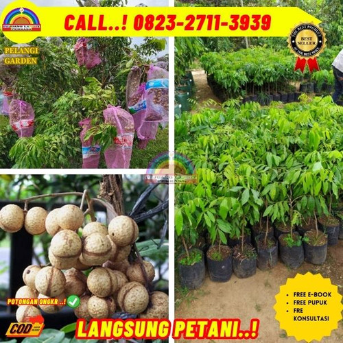 HARGA RESELLER ! CALL: 0823-2711-3939 Jual Bibit Pohon Kelengkeng Itoh Di Kebumen Karanggayam-Karang.jpg
