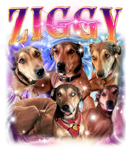 ZIGGY.png