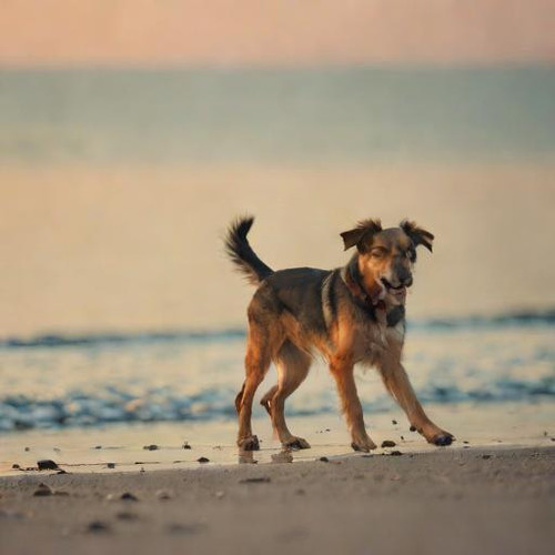 Dog+on+the+beach?model=turbo&width=1024&height=1024&nologo=true&seed= 37067932852770.jpg