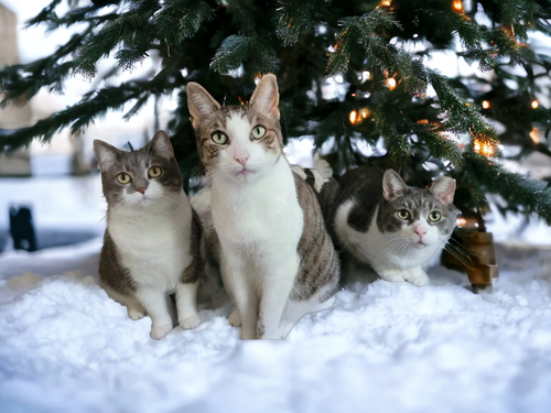 PhotoRoom 20231222 180719.png