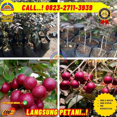 TERJANGKAU ! CALL: 0823-2711-3939 Jual Bibit Pohon Kelengkeng Merah Di Kebumen Karanggayam-Binangun.jpg