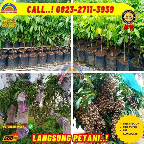 HARGA PARTAI ! CALL: 0823-2711-3939 Jual Bibit Kelengkeng Puangphet Di Kebumen Karanggayam-Giritirto.jpg