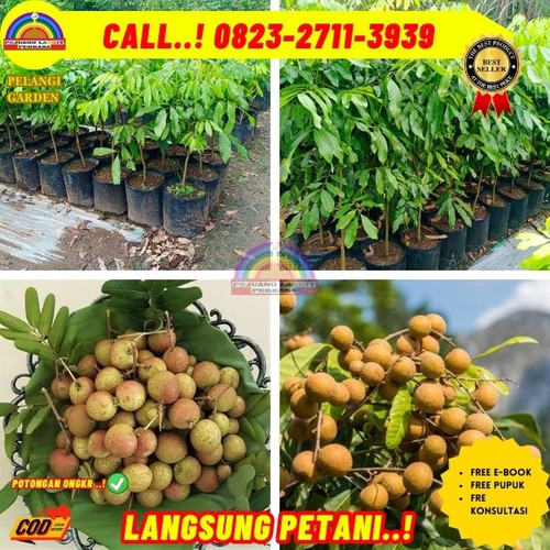 TERBATAS ! CALL: 0823-2711-3939 Jual Bibit Kelengkeng Pingpong Di Kebumen Karanggayam-GinandongKlik.jpg