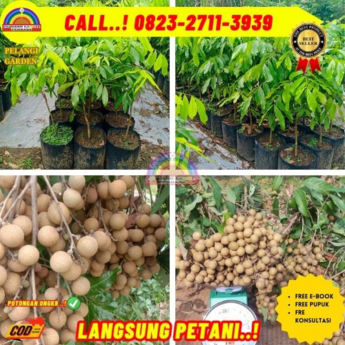 HARGA PETANI ! CALL: 0823-2711-3939 Jual Bibit Kelengkeng Puang Pet Di Kebumen Karanggayam-Glontor.jpg