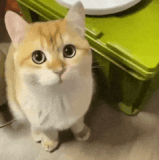 symbols over mouth c9c40509.gif