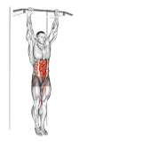 Hanging Knee Raises.gif