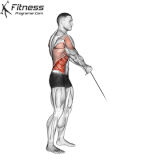 Standing Cable low to high Twist.gif