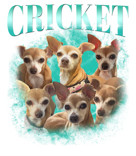 Cricket.png