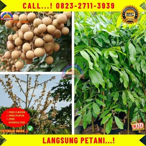 COD ! CALL: 0823-2711-3939 Jual Bibit Kelengkeng Itoh Prambanan Di Kebumen Karanggayam-Logandu.jpg