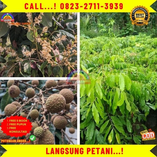 CUCI GUDANG ! CALL: 0823-2711-3939 Jual Bibit Kelengkeng Puangphet Di Kebumen Karanggayam-Karangrejo.jpg